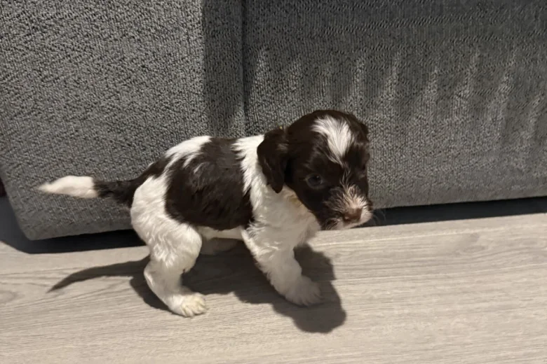 Cockapoo