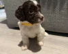 Cockapoo