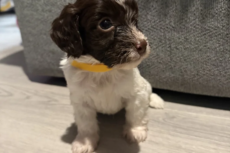 Cockapoo