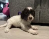 Cockapoo