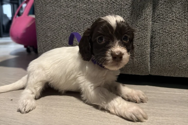 Cockapoo