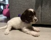 Cockapoo