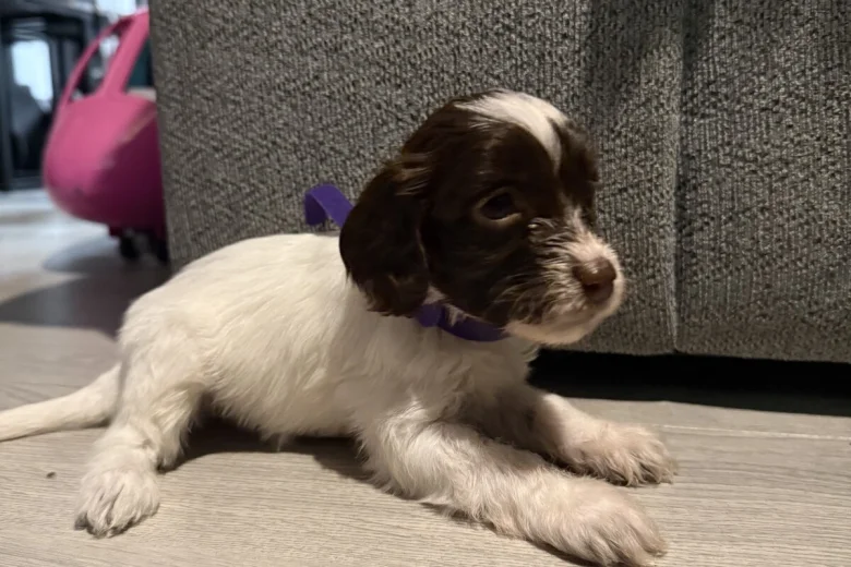 Cockapoo