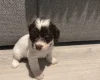 Cockapoo