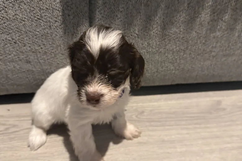 Cockapoo