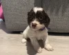 Cockapoo