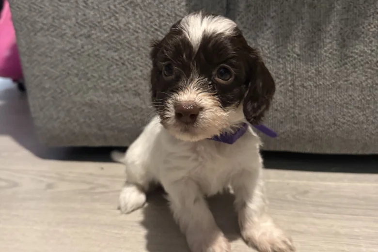 Cockapoo