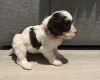 Cockapoo