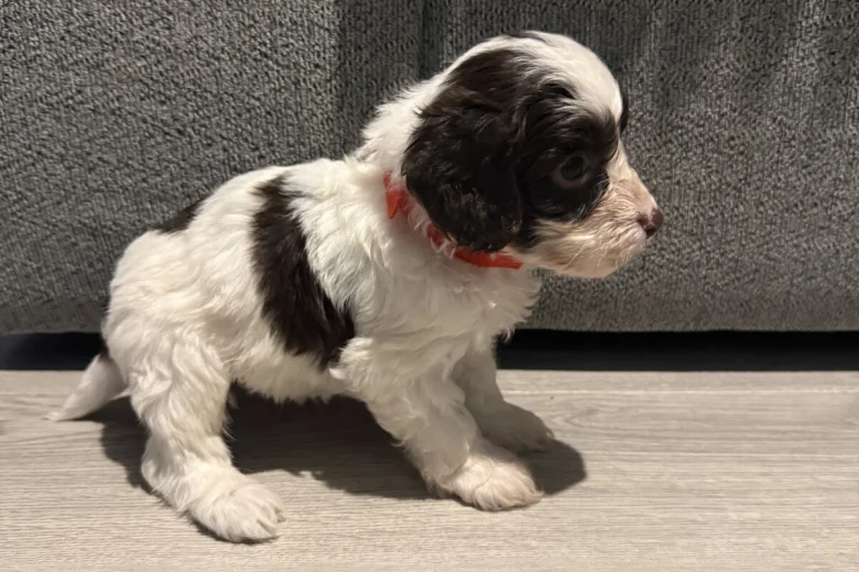 Cockapoo