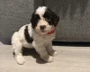 Cockapoo
