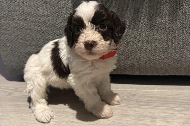 Cockapoo