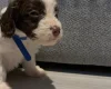 Cockapoo