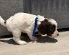 Cockapoo
