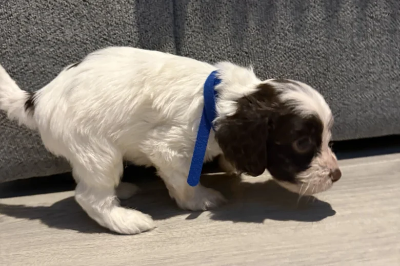 Cockapoo