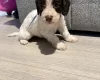 Cockapoo