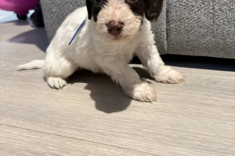 Cockapoo