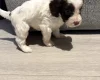 Cockapoo