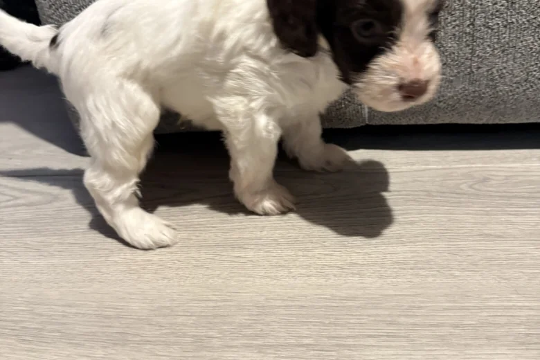 Cockapoo