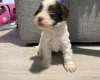 Cockapoo