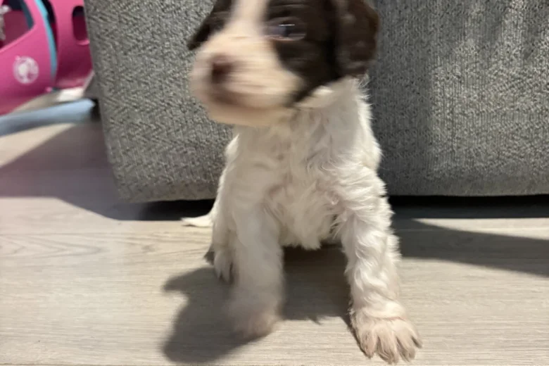 Cockapoo