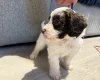 Cockapoo