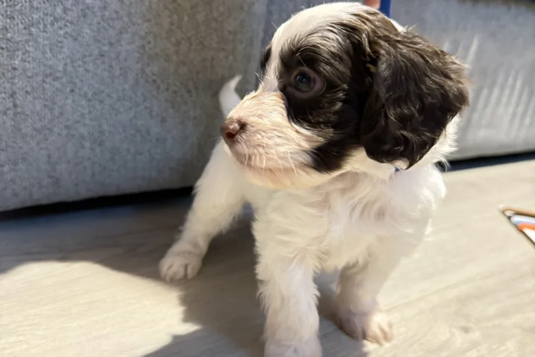 Cockapoo