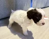 Cockapoo