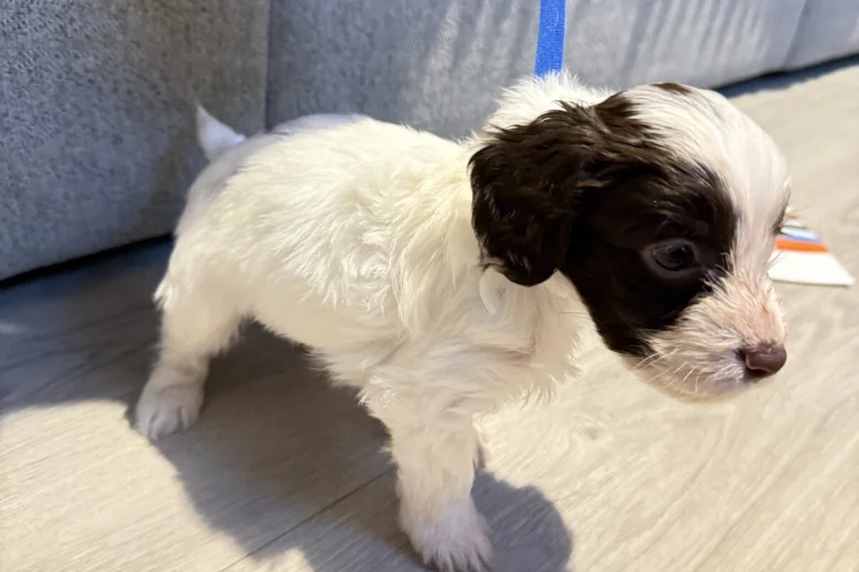 Cockapoo