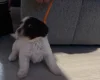 Cockapoo