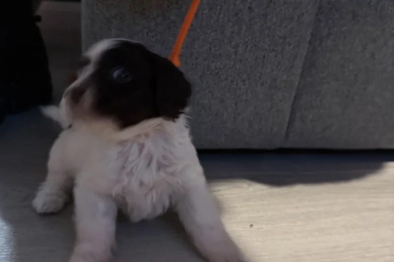 Cockapoo