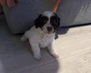 Cockapoo