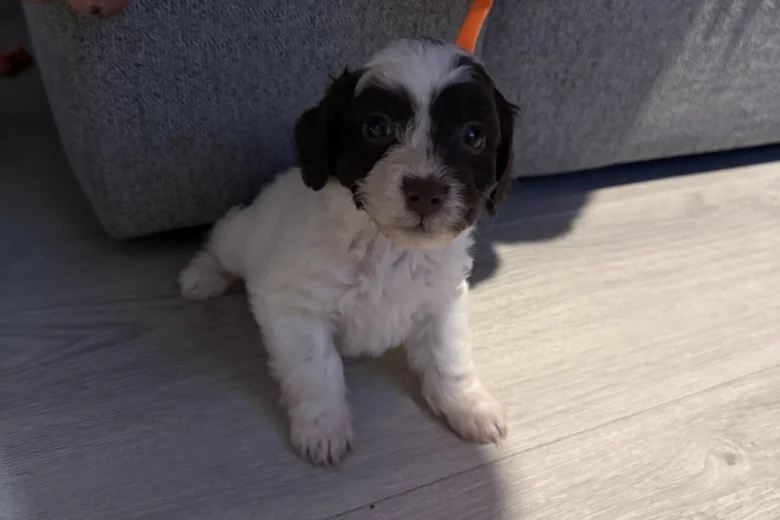 Cockapoo