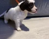 Cockapoo