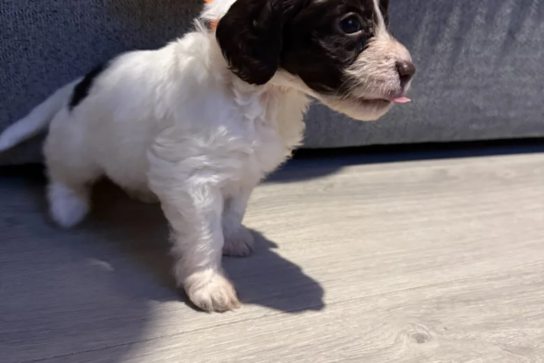 Cockapoo