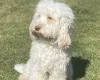 Cockapoo