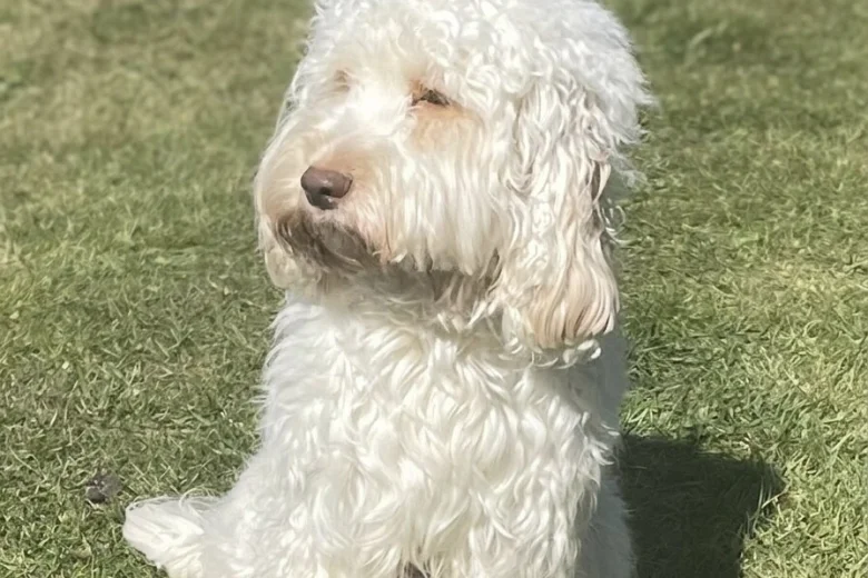 Cockapoo