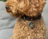 Cockapoo