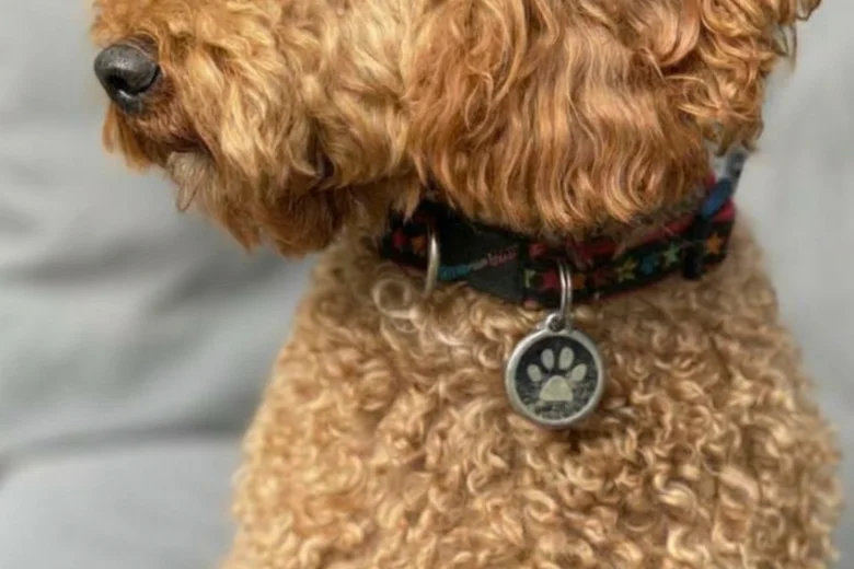 Cockapoo