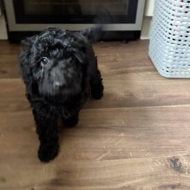 Cockapoo