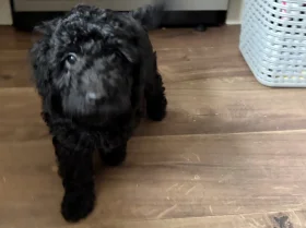 Cockapoo