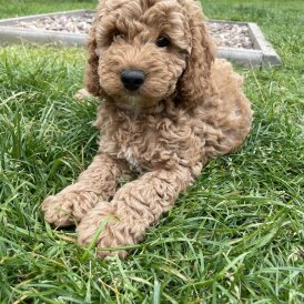 Cockapoo