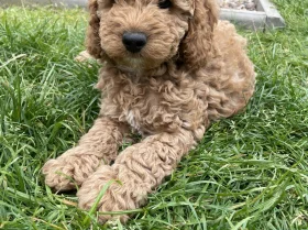 Cockapoo