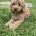 Cockapoo