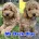 Cockapoo