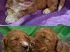 Cockapoo