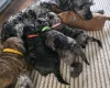 Cockapoo