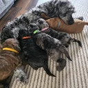 Cockapoo
