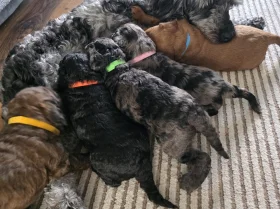 Cockapoo