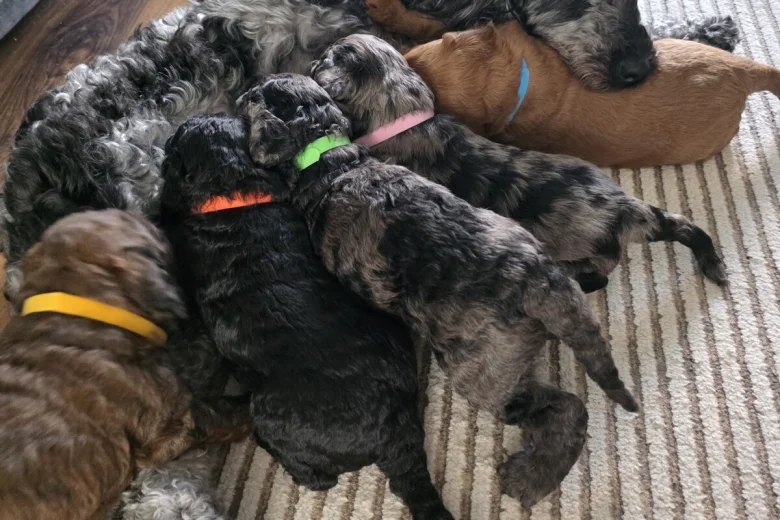 Cockapoo
