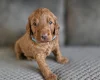 Cockapoo
